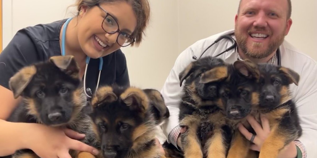 German Shepherd Buy Puppy: What No One Is Talking About