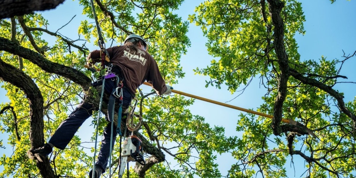 Affordable Tree Service Houston: Fast and Friendly Assistance