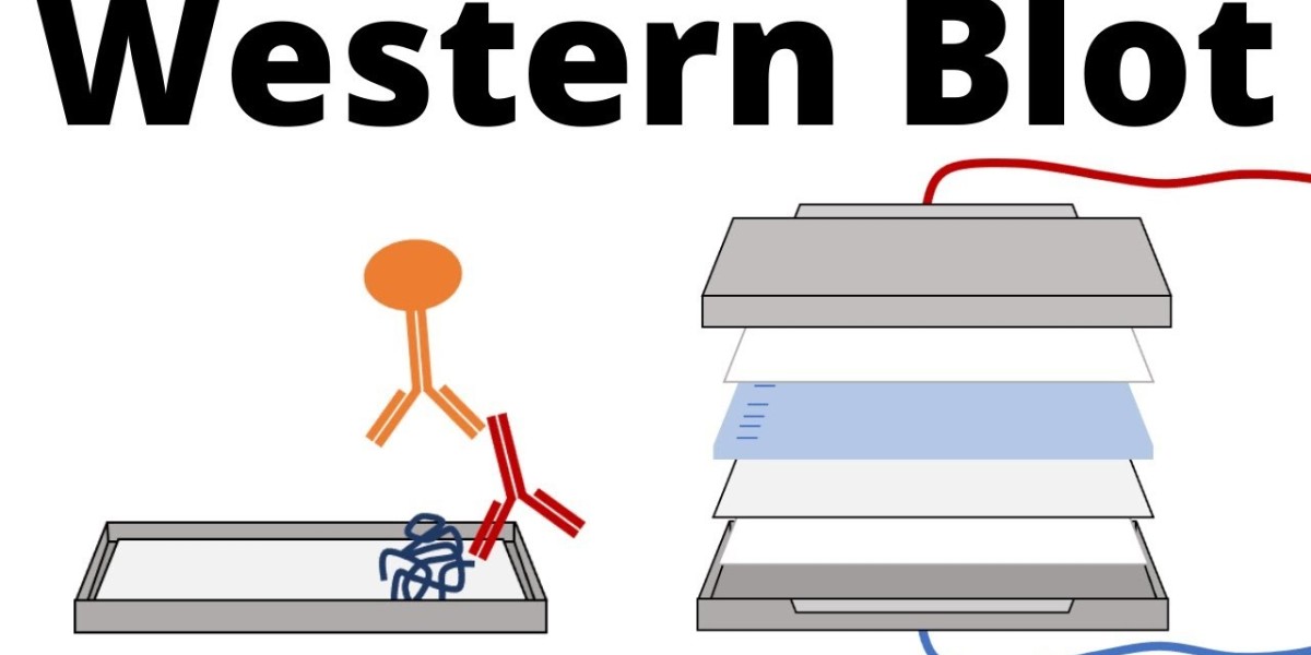 Streamlined Strategies for Immunoblot & Western Blot: Data Tips!